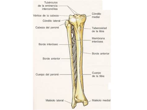 Anatomia Huesos De Pierna Y Pie