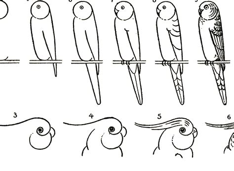 How To Draw Parrots The Graphics Fairy
