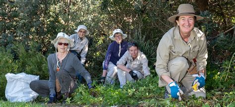 bushcare volunteering    days northern beaches council