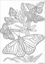 Mandala Butterfly Pages Coloring Color Print sketch template