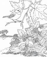 Pages Coloring Birdhouse Getcolorings Birds Printable Adults sketch template