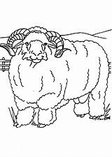Ram Coloring Pages Color Animals Animal sketch template