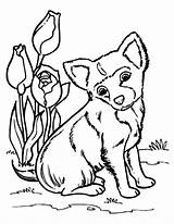 Coloring Pages Chihuahua Dog Sitting Beside Tulips Netart Color sketch template