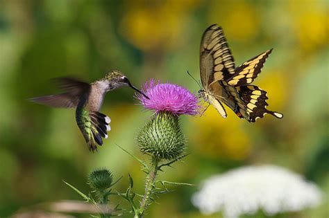 National Butterfly And Hummingbird Day 2017 Free