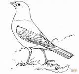 Coloring Cowbird Brown Headed Bird Thrasher Turaco Pages Printable Designlooter Drawings Template Blackbird 46kb 221px Categories sketch template