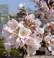 Image result for しずかの桜. Size: 174 x 185. Source: gomatama55.cocolog-nifty.com
