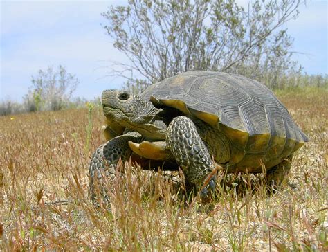 study reveals desert tortoise    distinct species