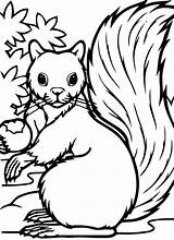 Squirrel Coloring Pages Cute Getdrawings Getcolorings sketch template