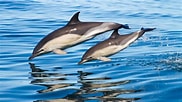 Afbeeldingsresultaten voor Delphinus Geslacht. Grootte: 182 x 102. Bron: www.dolphin-way.com