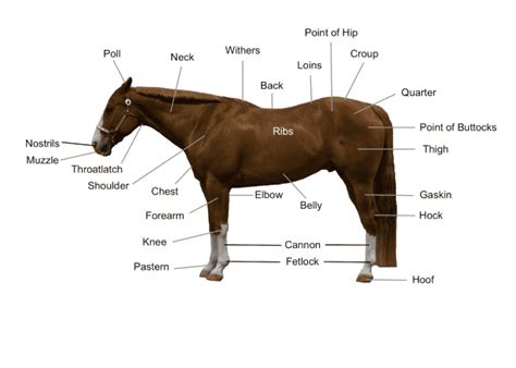 horse diagram  main body parts   horse  equestrian
