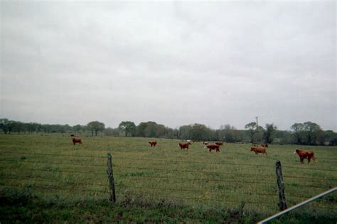Bremond Tx Cattle Pasture In Bremond Tx Photo Picture Image