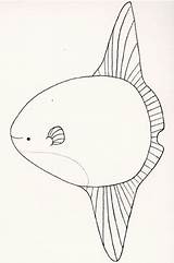 Mola Cr7 Sunfish sketch template