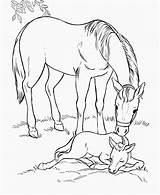 Horse Coloring Pages Great Real sketch template
