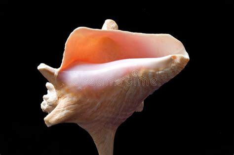pink shell stock image image  shell seashell erotic