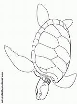 Turtle Sea Coloring Clip Printable Pages Library Clipart sketch template