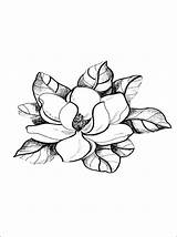 Magnolia Coloring Flower Pages Drawing Tree Flowers Tattoo Color Drawings Da Colouring Pattern Outline Rick Ms Sketch Trees Colorare Books sketch template