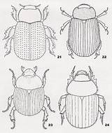 Beetle Coloring Dung Scarab Pages Kids Egypt Colouring Ancient Insect Egyptian Craft Figures List Drawings Prints Book Printablecolouringpages Crafts Designlooter sketch template