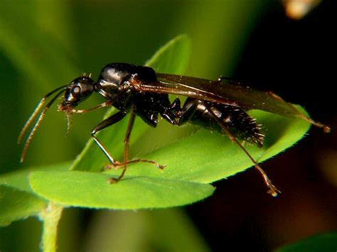 prevent  rid  carpenter ants miller pest control