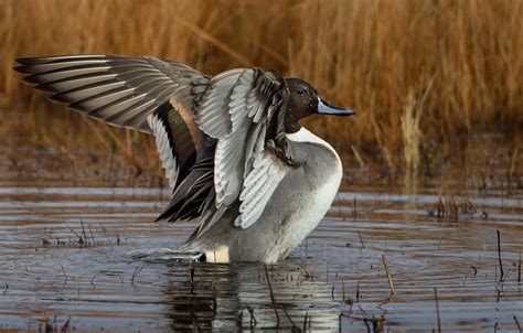 wallpaper wings duck pond pintail images  desktop section