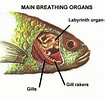 Afbeeldingsresultaten voor Pseudophichthys splendens Anatomie. Grootte: 105 x 100. Bron: www.pinterest.com