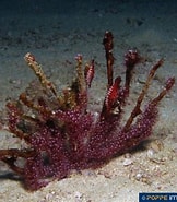 Afbeeldingsresultaten voor Echinomuricea. Grootte: 162 x 185. Bron: www.poppe-images.com
