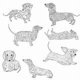Dachshunds Instant sketch template