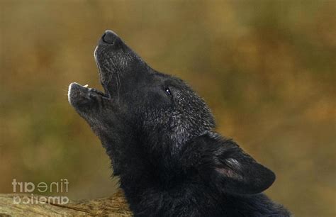 wolf pup howling  flowers photo