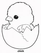 Coloring Chick Chicken Pages Printable Chickens Baby Cute Color Chicks Print Easter Colouring Kids Hatching Book Clipart Animal Oocities Animals sketch template