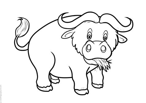 buffalo coloring pages books    printable