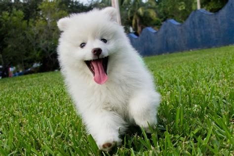 white big fluffy dog breeds youll love