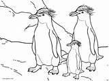 Pinguin Malvorlagen Kaiser Cool2bkids sketch template
