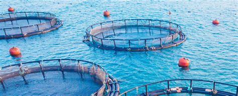 promote  aquaculture business  organization