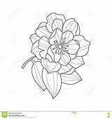 Peony Drawing Flower Coloring Monochrome Fully Open Book Vector Illustration Simple Preview Floral sketch template