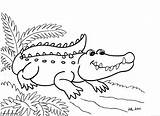 Pages Alligator Coloring Cute Getcolorings Special American sketch template