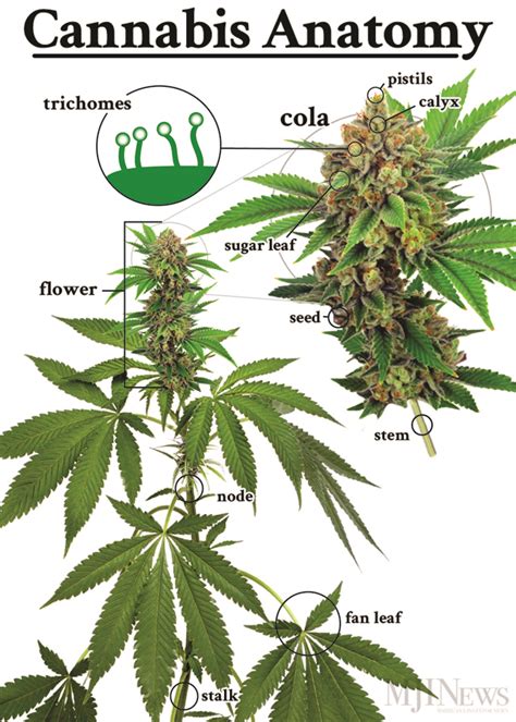 Basic Cannabis Anatomy