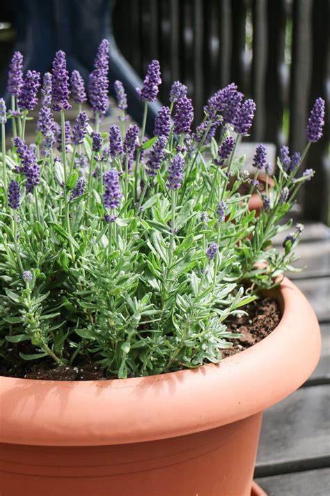 grow lavender  pots successfully
