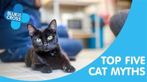 12 Common Cat Myths Debunked Blue Cross