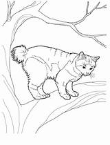 Colorat Desene Planse Pisica Bobtail Coloring Desenat Colorare Pisici Gatos Japonais Waldkatze Colorear Animale Disegni 2094 1590 Copaci Katzen Coon sketch template