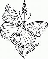 Coloring Bugs Pages Popular Insects sketch template