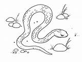 Vipera Serpiente Colorare Pintar Serpientes Pages Disegno Serpente sketch template