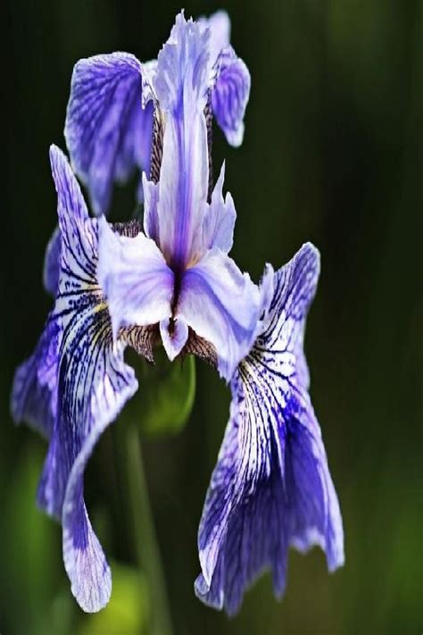 growing irises   plant grow  care  irises growing irises