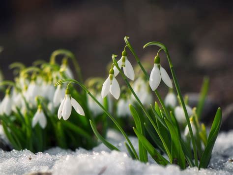 snowdrop flowers   plant  care  snowdrops