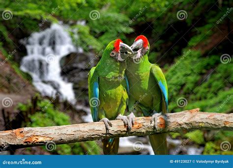parrot  tropical waterfall background stock image image  colourful rain