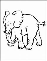 Elephant Coloring Asian Pages Printable Color Animal Clipart Fun Colouring sketch template