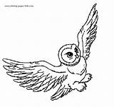 Hedwig sketch template