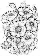 Poppies sketch template