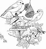 Vogels Roodborstje Pimpelmees Voederplank Koolmees Voeren Google Natuur Scheiden Groenling Vogelhuisje Natuurkunde Bos sketch template