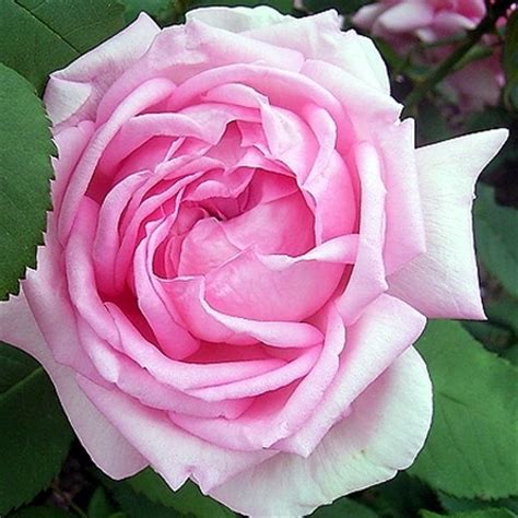 rosa rosa rose caratteristiche della rosa