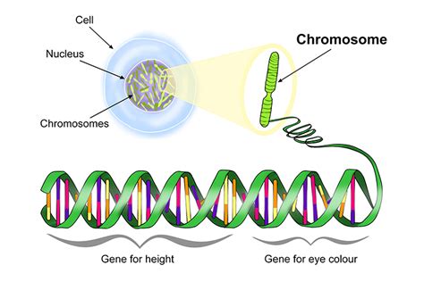 A Chromosome Is A Segment Of Dna Containing Our Genes