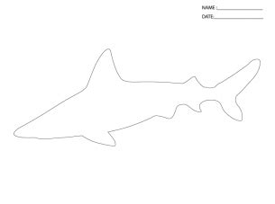 activity templates shark